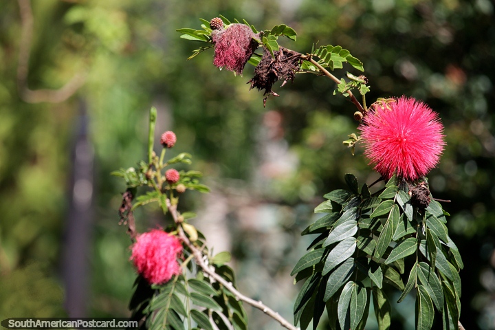 Round red spiky ball, an exotic flower on the Lady Blacksmith's Path in Jardin. (720x480px). Colombia, South America.