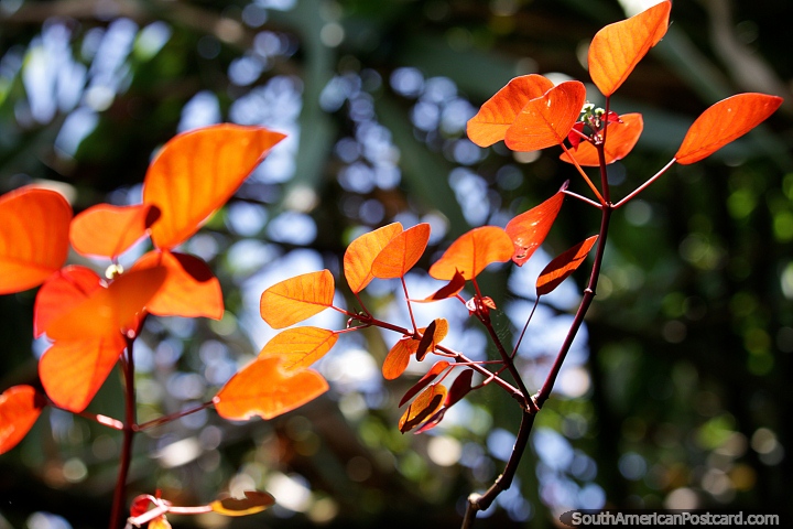 Folhas laranjas brilham ao sol, como gotas de chuva caindo do céu, Jardin. (720x480px). Colômbia, América do Sul.