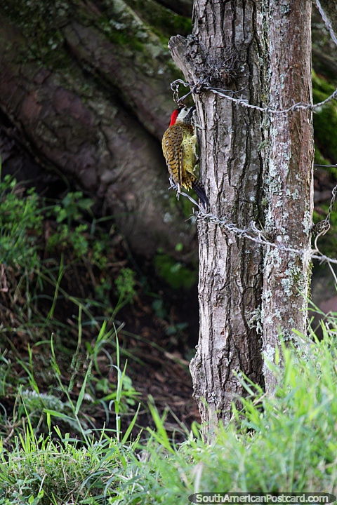 Un pájaro carpintero, una de las muchas aves exóticas que puedes ver mientras caminas en Jardin. (480x720px). Colombia, Sudamerica.