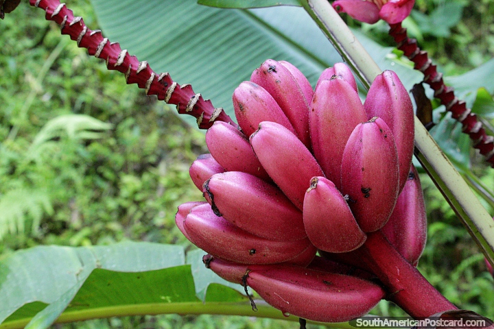 Cacho de banana rosa, também conhecida como banana peluda - Musa velutina, Jardin. (720x480px). Colômbia, América do Sul.