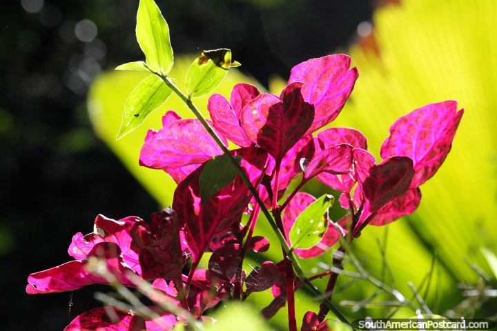 Pink leaves glisten in the sunshine, walking in nature in Jardin. (720x480px). Colombia, South America.