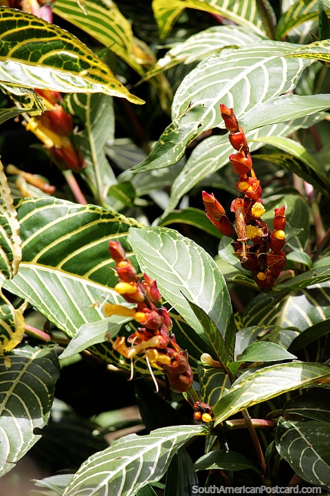 Jardin é um ótimo lugar para descobrir e apreciar a flora, plantas e árvores exóticas da região. (480x720px). Colômbia, América do Sul.