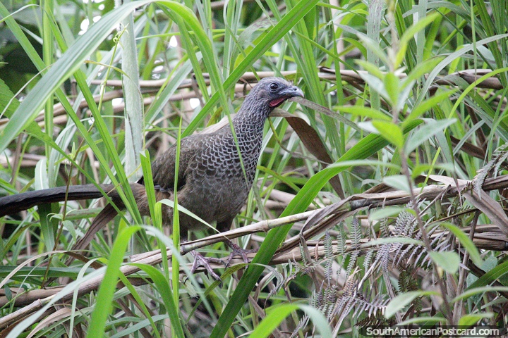 Pássaro grande escondido entre a grama, fique de olhos abertos para ver esses pássaros no Jardin. (720x480px). Colômbia, América do Sul.