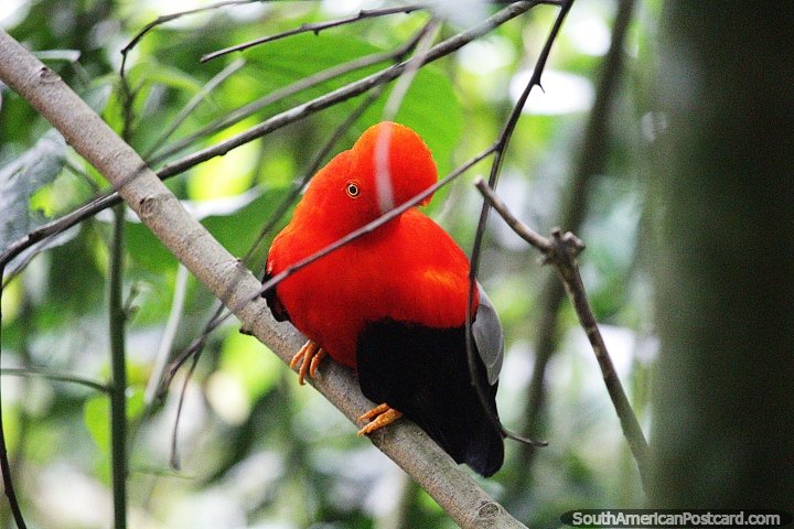 Galo da Rocha, ave nativa da América do Sul, vista no parque natural no Jardin. (720x480px). Colômbia, América do Sul.