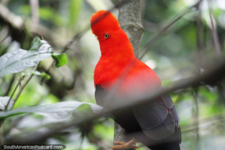 El Gallo de las Rocas Andino es el ave nacional del Perú, de color naranja brillante, visto en Jardin. (720x480px). Colombia, Sudamerica.