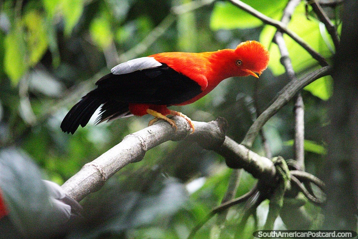No un pollo naranja sino el famoso Gallo de las Rocas, ave autóctona de Jardin. (720x480px). Colombia, Sudamerica.
