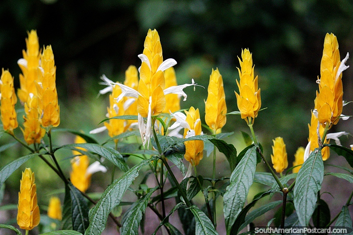 Jardim cheio de pétalas amarelas, uma experiência descontraída da natureza no Jardin. (720x480px). Colômbia, América do Sul.