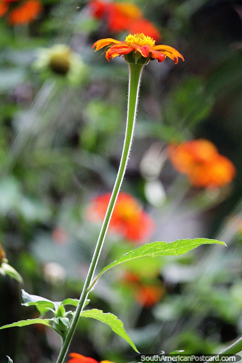 La flor de naranja alcanza el cielo, disfruta de los jardines de flores de Jardin. (480x720px). Colombia, Sudamerica.