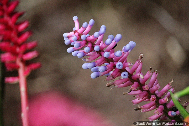 Morado y violeta, una flor exótica en Jardin con muchas especies por descubrir. (720x480px). Colombia, Sudamerica.