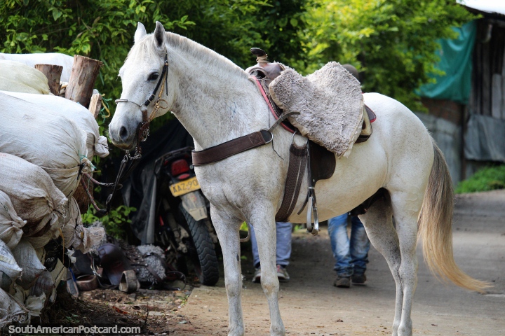 Belo cavalo branco, todos os habitantes de Jardin têm um. (720x480px). Colômbia, América do Sul.