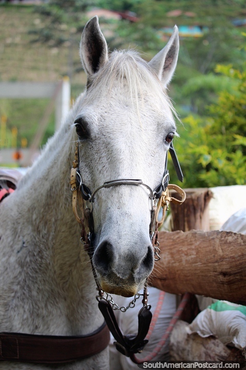 Este caballo de Jardin estaba muy feliz de que le hicieran una foto. (480x720px). Colombia, Sudamerica.