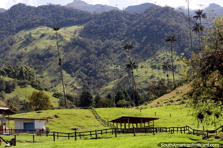 Valle de Cocora (valley) in Salento, the green hills and pastures. (720x480px). Colombia, South America.
