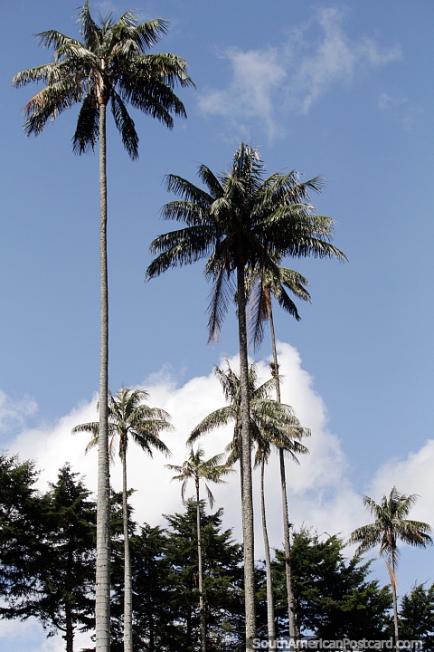 As palmeiras de cera se erguem acima do horizonte em Valle de Cocora, em Salento. (480x720px). Colômbia, América do Sul.