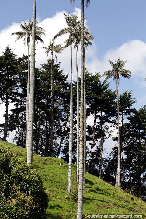 Vista espetacular de altas palmeiras de cera no grande vale de Cocora em Salento. (480x720px). Colômbia, América do Sul.
