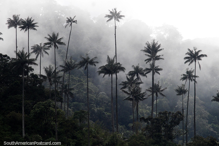 As palmeiras de cera sobem da floresta nublada no Vale Cocora, em Salento. (720x480px). Colômbia, América do Sul.