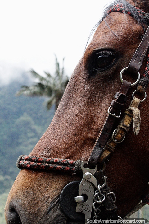 Primer plano de un caballo marrón, uno amistoso, transporte en el valle de Cocora en Salento. (480x720px). Colombia, Sudamerica.