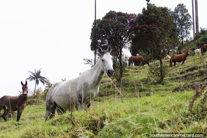 Grupo de cavalos curiosos nas colinas do vale Cocora em Salento. (720x480px). Colômbia, América do Sul.