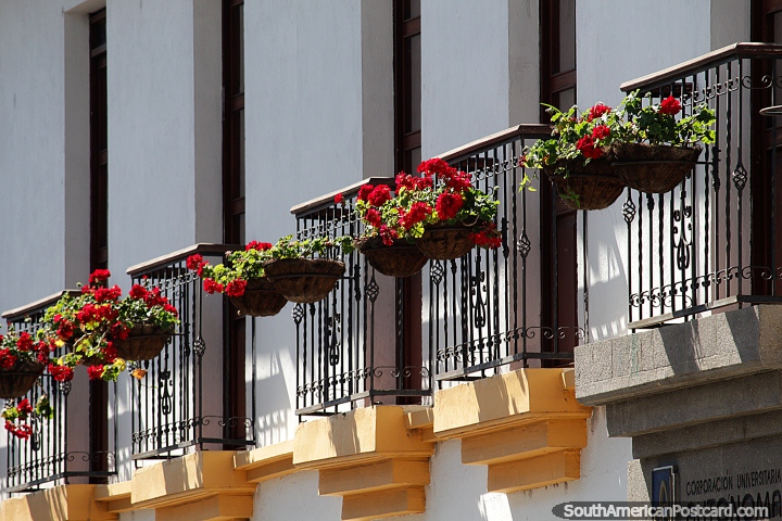Flores vermelhas brilhantes revestem as varandas de um edifício em Popayan. (720x480px). Colômbia, América do Sul.