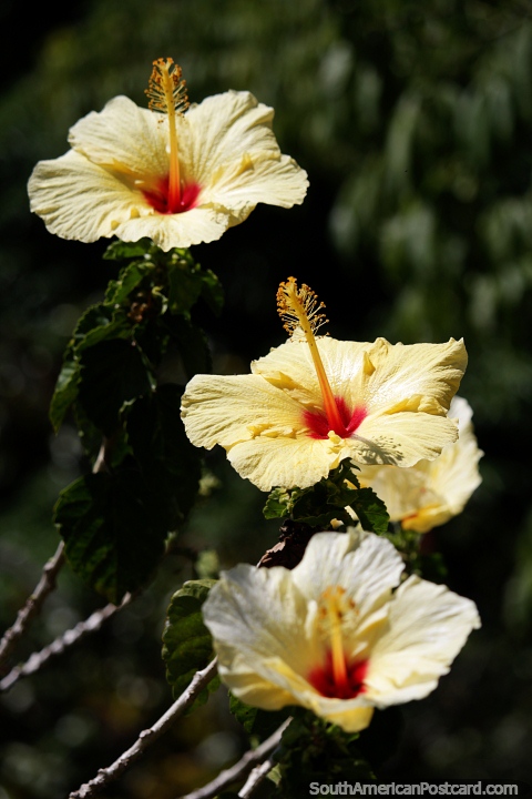 Flores amarillas florecen en el cntrico Parque Caldas de Popayn. (480x720px). Colombia, Sudamerica.