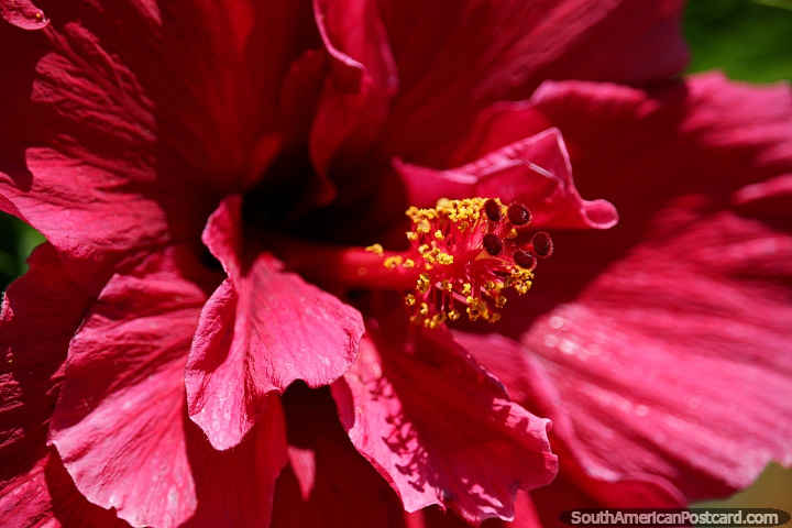 Flor vermelha com interior amarelo com almofadas vermelhas redondas, Parque Caldas, Popayan. (720x480px). Colmbia, Amrica do Sul.