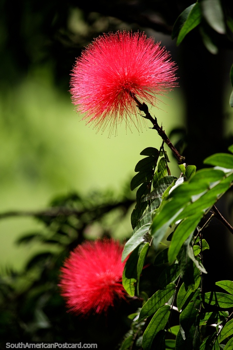 Fluffy and spiky red flower in gardens near the bridge in Popayan. (480x720px). Colombia, South America.