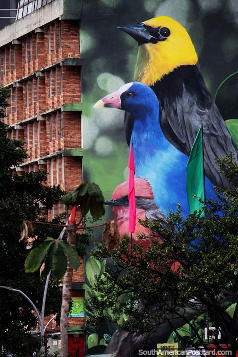 Huge mural of 3 native birds, yellow, blue and pink, painted onto a building in Bogota. (480x720px). Colombia, South America.