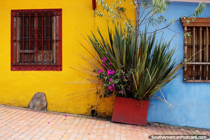 2 casas, amarelas e azuis, separadas por uma planta com flores magenta, La Candelaria, Bogot. (720x480px). Colmbia, Amrica do Sul.