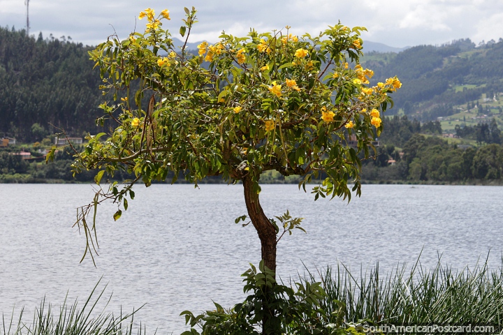 Ao lado do Lago Sochacota em Paipa, uma pequena rvore com flores amarelas comea a vida. (720x480px). Colmbia, Amrica do Sul.