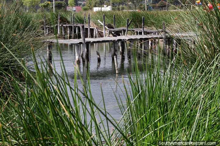Old wooden wharf and walkway over the lake in Paipa among the green reeds. (720x480px). Colombia, South America.