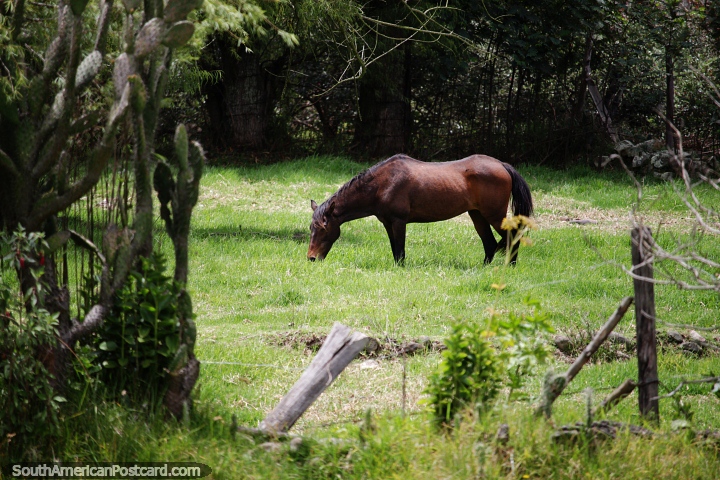 Caballo marrón en un prado verde en los alrededores de Duitama. (720x480px). Colombia, Sudamerica.