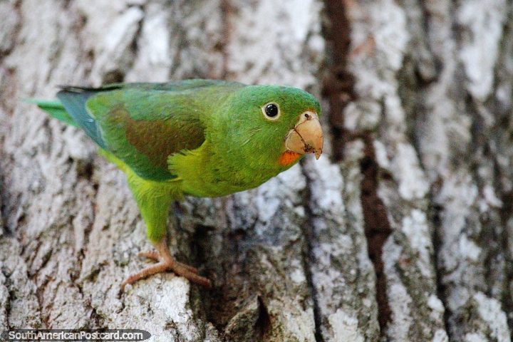 Green parakeet eats from a tree trunk in the park at the river in Monteria. (720x480px). Colombia, South America.