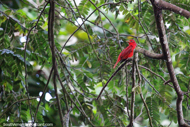 Pájaro rojo brillante en un árbol, disfruta de la naturaleza en el parque de Montería. (720x480px). Colombia, Sudamerica.