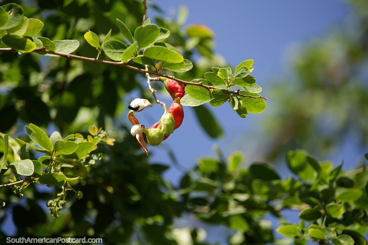 Red and green buds with white flower, nature exploring in Monteria. (720x480px). Colombia, South America.