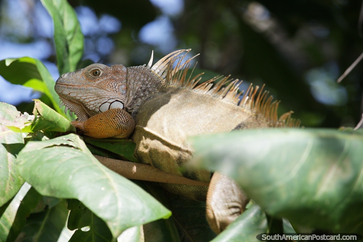 Existem muitos iguanas para avistar entre as árvores perto do rio em Monteria. (720x480px). Colômbia, América do Sul.
