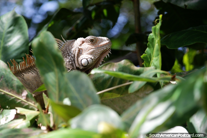 Una iguana muy guapa busca las hojas más verdes para comer en Montería. (720x480px). Colombia, Sudamerica.