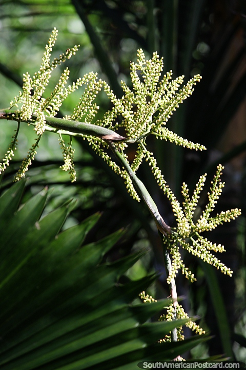 Muitos pequenos botões aparecem nesta planta exótica no parque em Monteria, de forma interessante. (480x720px). Colômbia, América do Sul.