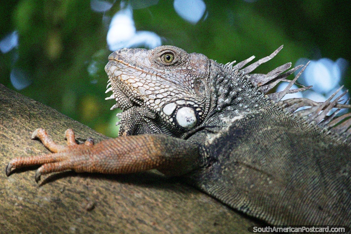 Iguana spotting is a highlight of the park beside the river in Monteria. (720x480px). Colombia, South America.