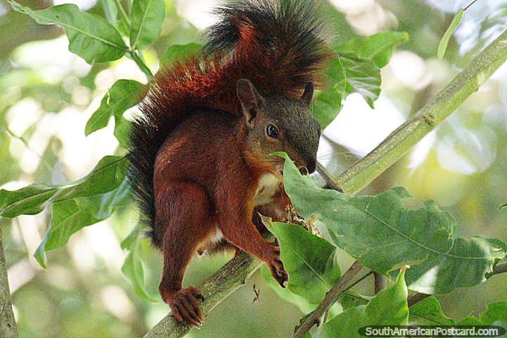 Esquilo no alto de uma árvore dá uma mordida para comer, o parque do rio em Monteria. (720x480px). Colômbia, América do Sul.