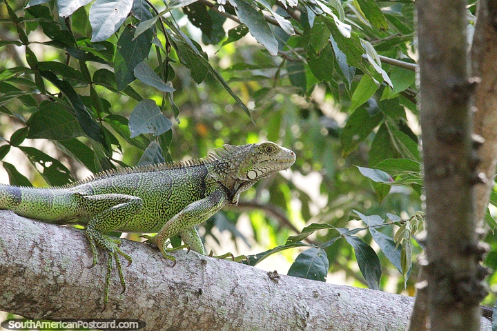 Lagarto verde grande ou uma iguana bebê? Parque Ronda del Sinu, Monteria. (720x480px). Colômbia, América do Sul.