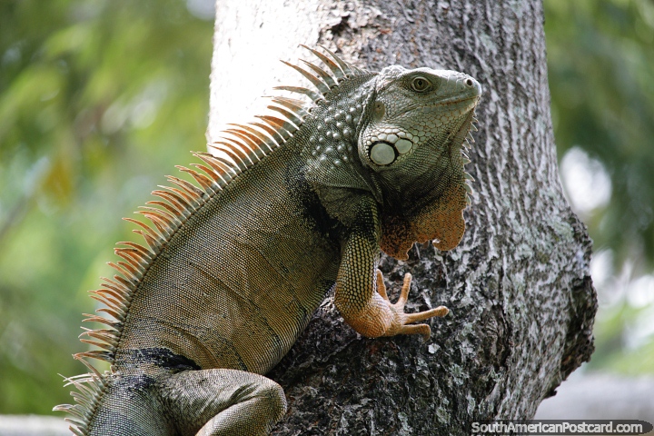 Esta iguana parece um pouco diferente das outras, Parque Ronda del Sinu, Monteria. (720x480px). Colômbia, América do Sul.