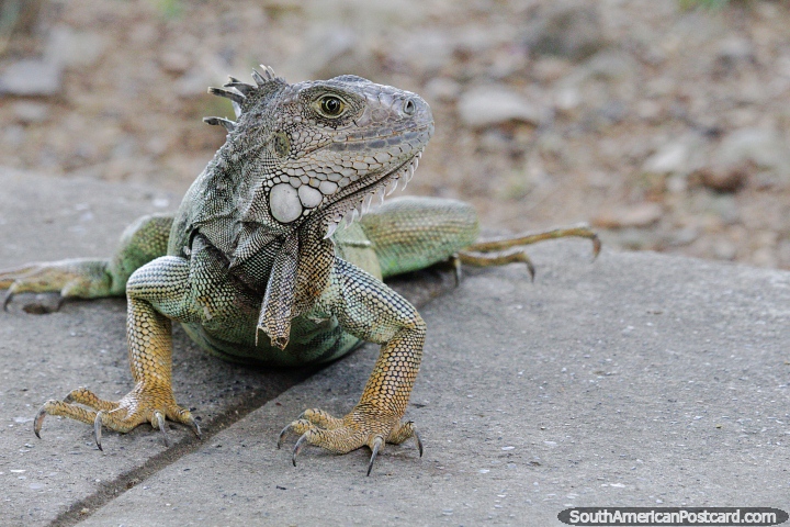 Las iguanas son los reyes del parque y el ro en Montera. (720x480px). Colombia, Sudamerica.