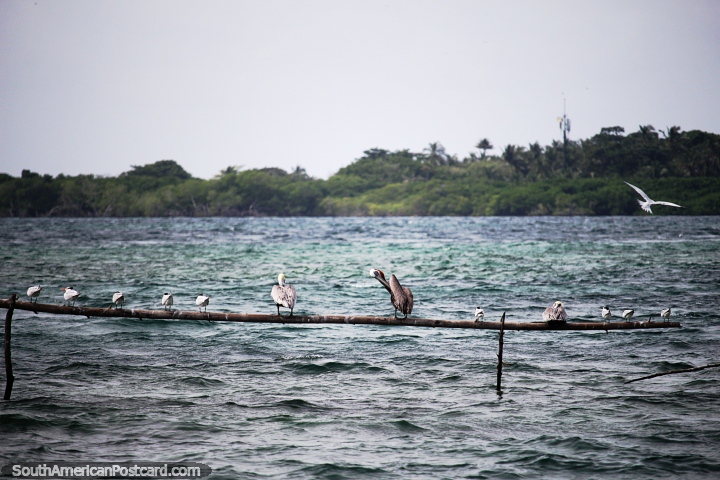 El pelícano y otras aves marinas se sientan en un tronco de bambú sobre el mar en la isla de Tintipan. (720x480px). Colombia, Sudamerica.