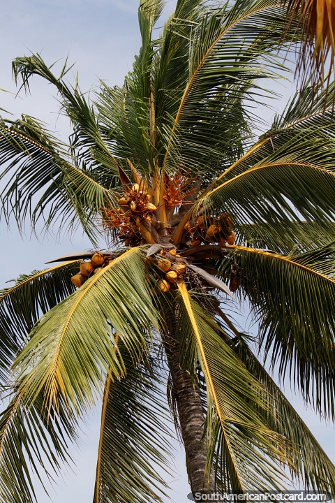 Muchos cocos en lo alto de esta alta palmera en la isla de Tintipán. (480x720px). Colombia, Sudamerica.
