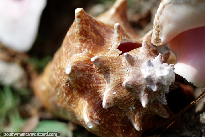 Concha grande, puedes caminar recolectando conchas mientras estés en la Isla Tintipán. (720x480px). Colombia, Sudamerica.