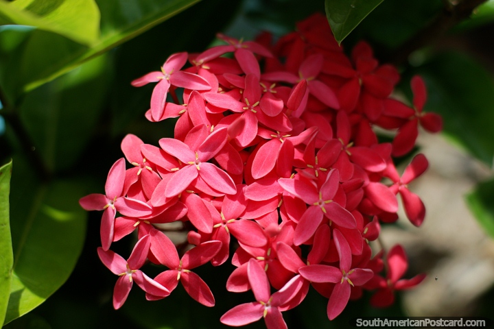 Ptalos y flores rosas, el clima tropical fomenta la hermosa flora en la isla Tintipn. (720x480px). Colombia, Sudamerica.