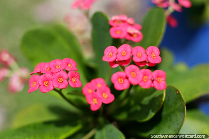 Delicate pink flowers with yellow inner, gardens of flora at Tintipan Island. (720x480px). Colombia, South America.