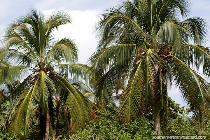 Palmeiras por toda parte, essa é a vida na ilha tropical de Tintipan. (720x480px). Colômbia, América do Sul.