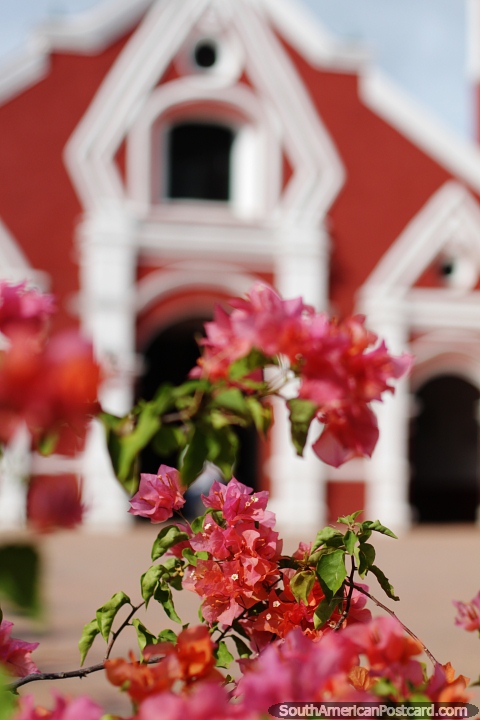 San Francisco de Asis church in Mompos, pink flowers in view. (480x720px). Colombia, South America.