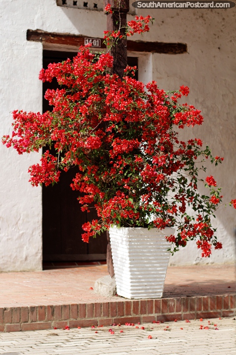 Vaso de flores cheio de flores vermelhas brilhantes do lado da rua em Mompos, um lugar colorido. (480x720px). Colmbia, Amrica do Sul.