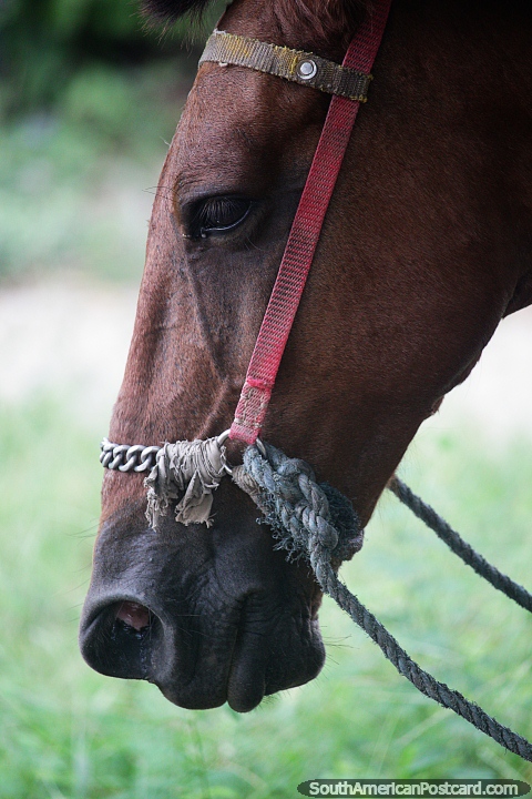 Há vida de cavalo em Mompos, um cavalo marrom descansa na sombra em um dia quente. (480x720px). Colômbia, América do Sul.